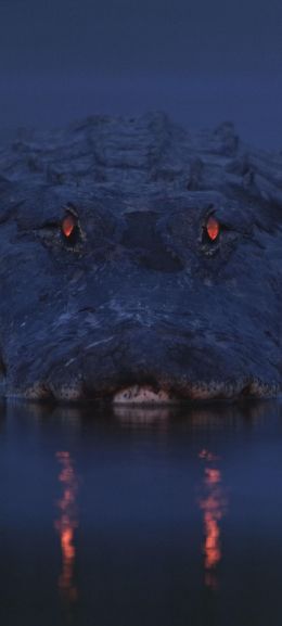 alligator, night, wildlife Wallpaper 720x1600