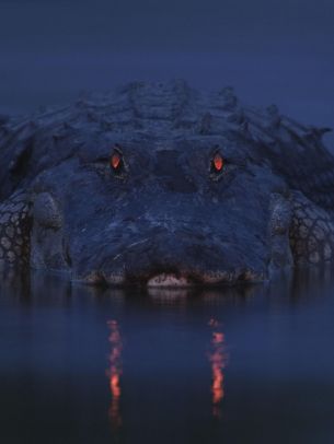alligator, night, wildlife Wallpaper 1536x2048