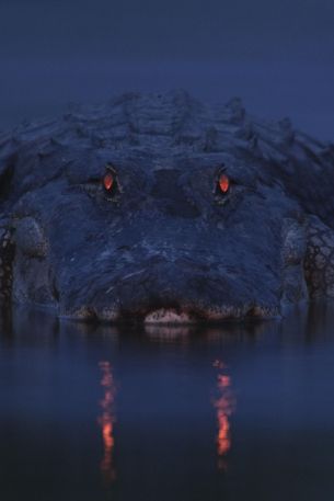 alligator, night, wildlife Wallpaper 640x960