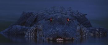 alligator, night, wildlife Wallpaper 2560x1080
