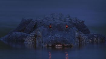 alligator, night, wildlife Wallpaper 1366x768