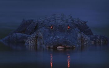 alligator, night, wildlife Wallpaper 1920x1200