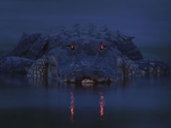alligator, night, wildlife Wallpaper 1024x768
