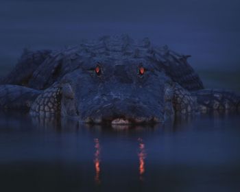 alligator, night, wildlife Wallpaper 1280x1024