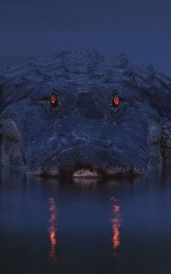 alligator, night, wildlife Wallpaper 800x1280