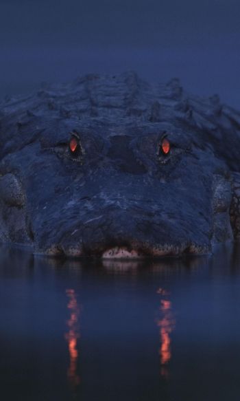 alligator, night, wildlife Wallpaper 1200x2000