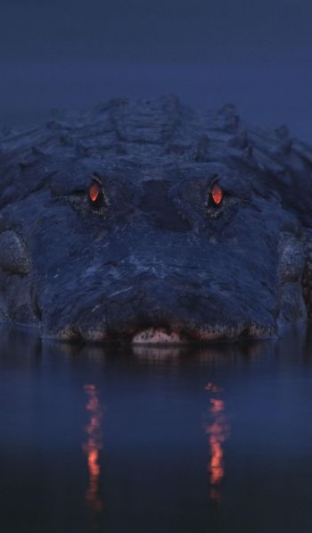alligator, night, wildlife Wallpaper 600x1024