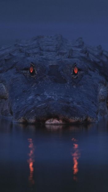alligator, night, wildlife Wallpaper 1080x1920
