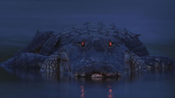 alligator, night, wildlife Wallpaper 1280x720