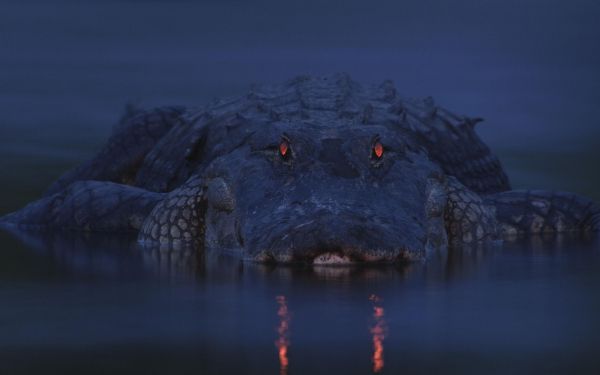 alligator, night, wildlife Wallpaper 1920x1200