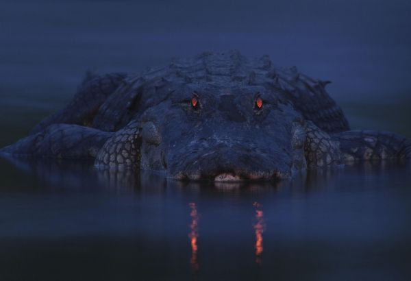 alligator, night, wildlife Wallpaper 3000x2052