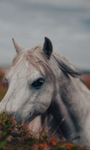 gray mare Wallpaper 1200x2000