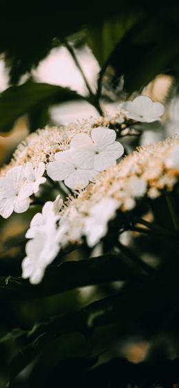 summer flowers Wallpaper 1080x2340