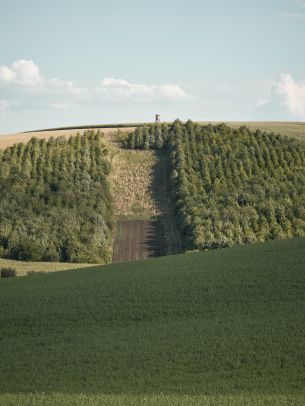 plantation, green hill Wallpaper 3750x5000