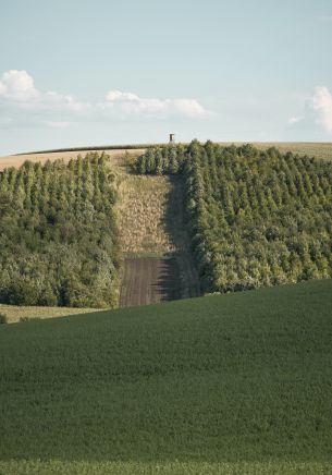 plantation, green hill Wallpaper 1668x2388