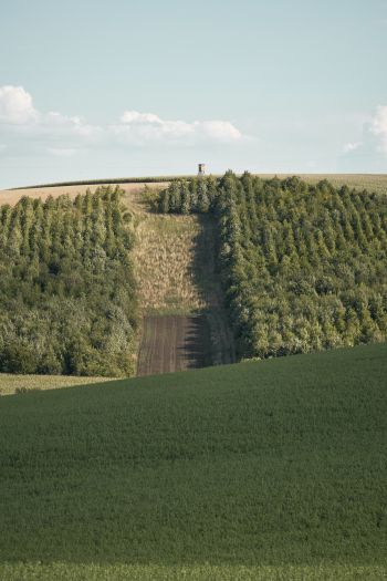 Обои 640x960 плантация, зеленый холм
