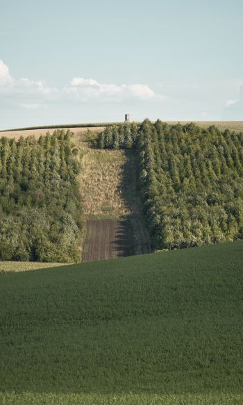 plantation, green hill Wallpaper 1200x2000