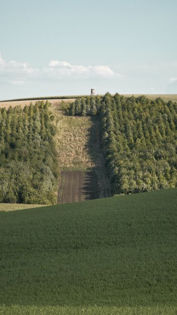 Обои 1080x1920 плантация, зеленый холм