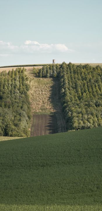 plantation, green hill Wallpaper 1080x2220