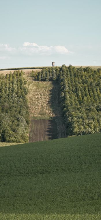 plantation, green hill Wallpaper 1080x2340
