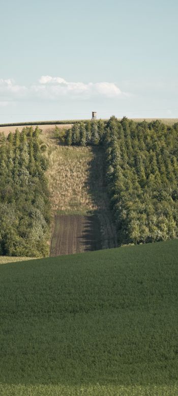 plantation, green hill Wallpaper 720x1600