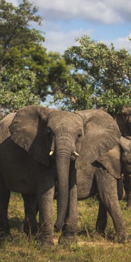 Обои 720x1440 Южная Африка, слоны