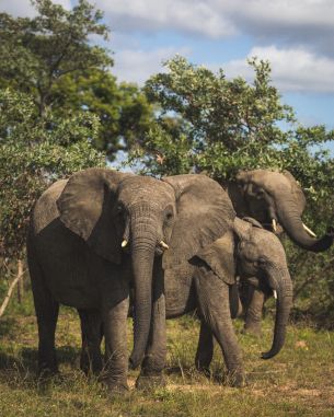 Обои 4160x5200 Южная Африка, слоны