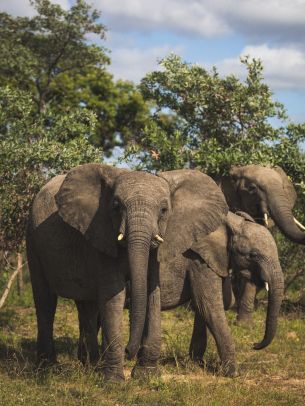 South Africa, elephants Wallpaper 1620x2160