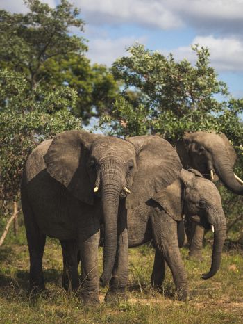 South Africa, elephants Wallpaper 2048x2732