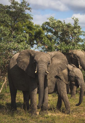 South Africa, elephants Wallpaper 1668x2388