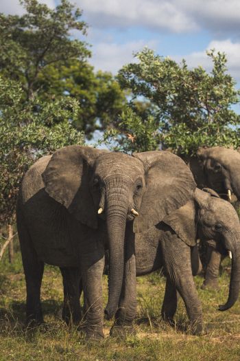 South Africa, elephants Wallpaper 640x960