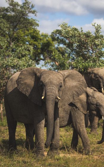 South Africa, elephants Wallpaper 800x1280