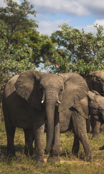 South Africa, elephants Wallpaper 1200x2000