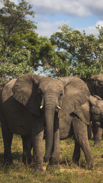 South Africa, elephants Wallpaper 1080x1920