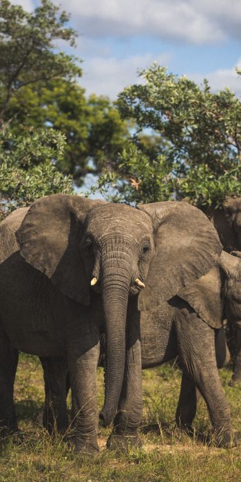 Обои 720x1440 Южная Африка, слоны