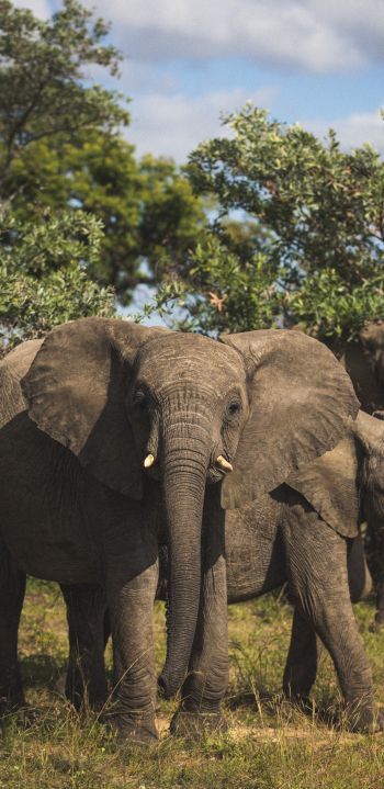 South Africa, elephants Wallpaper 1080x2220