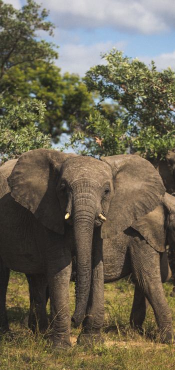 Обои 720x1520 Южная Африка, слоны