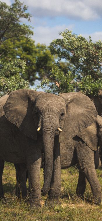South Africa, elephants Wallpaper 1170x2532