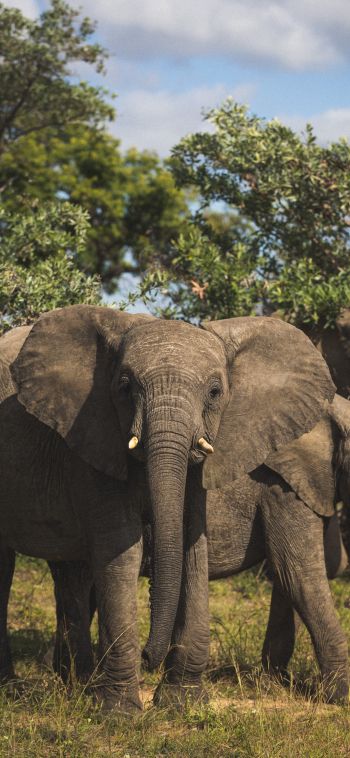 South Africa, elephants Wallpaper 1080x2340