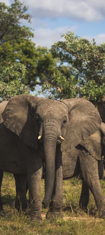 South Africa, elephants Wallpaper 1080x2400