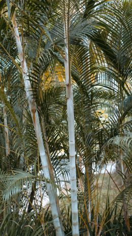 palm trees, plant Wallpaper 1440x2560