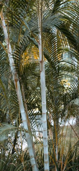 palm trees, plant Wallpaper 1080x2340