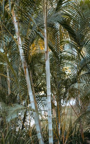 palm trees, plant Wallpaper 1200x1920