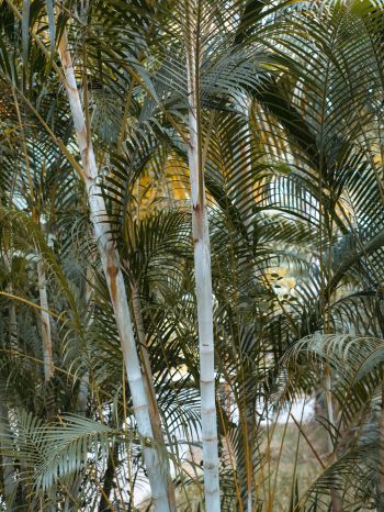 palm trees, plant Wallpaper 1668x2224
