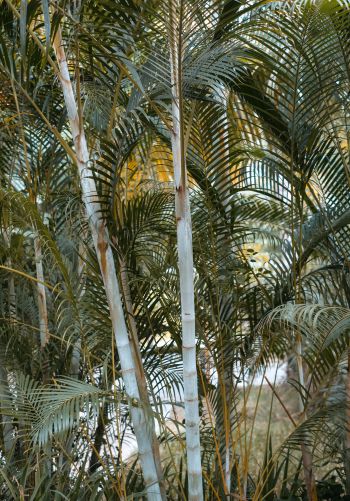 palm trees, plant Wallpaper 1668x2388