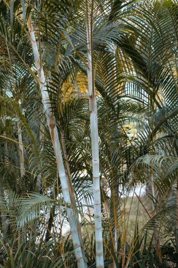 palm trees, plant Wallpaper 640x960