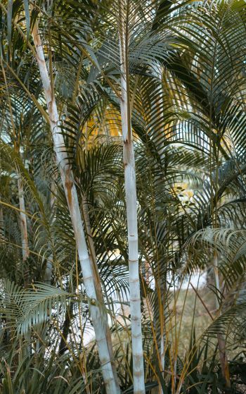 palm trees, plant Wallpaper 1752x2800