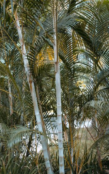 palm trees, plant Wallpaper 800x1280