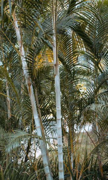 palm trees, plant Wallpaper 1200x2000