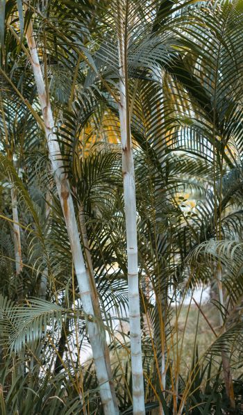 palm trees, plant Wallpaper 600x1024